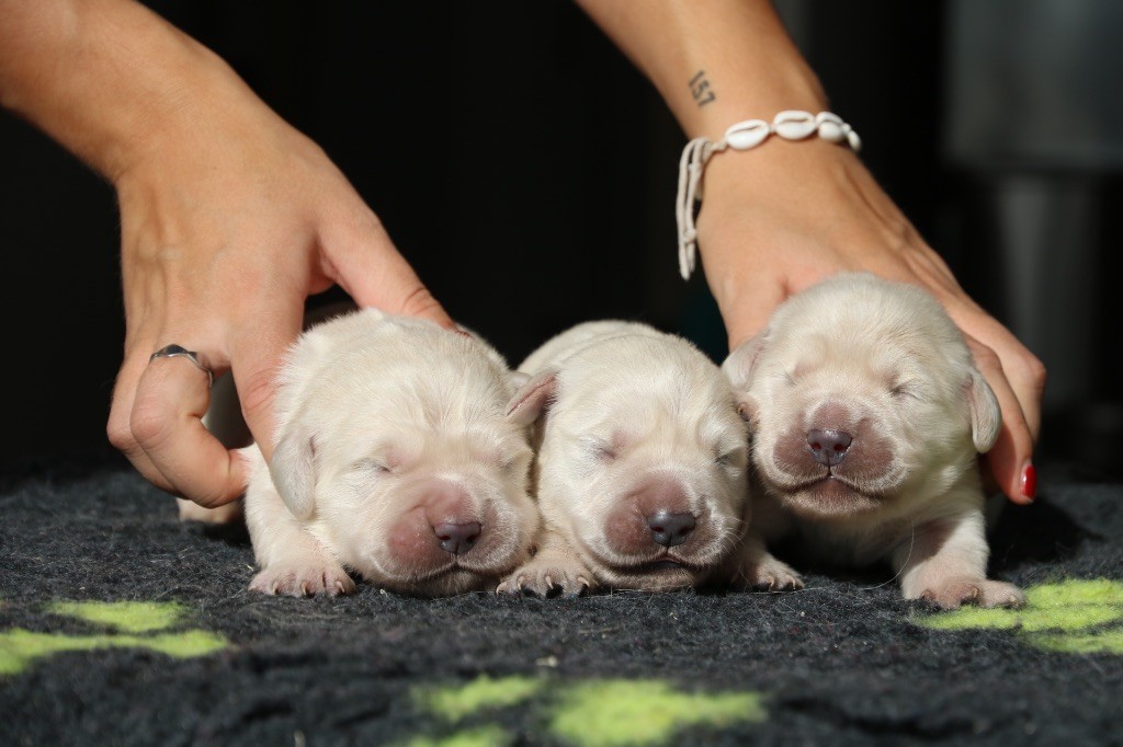 chiot Golden Retriever Ligne D'or