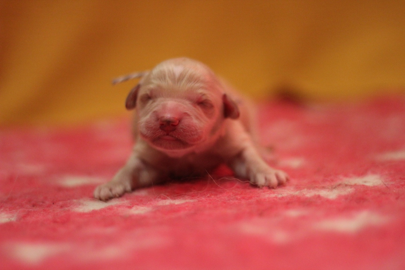 Ligne D'or - Chiots disponibles - Golden Retriever