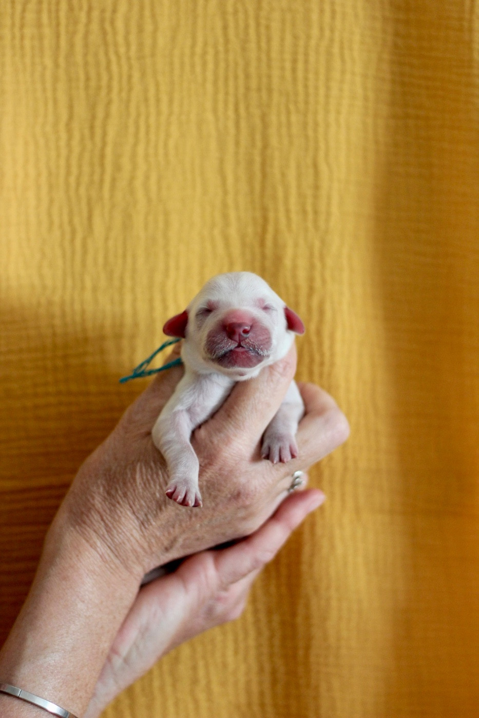 Ligne D'or - Chiots disponibles - Golden Retriever