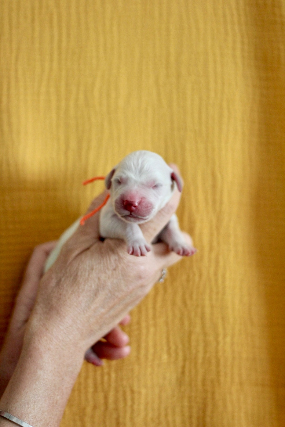 Ligne D'or - Chiots disponibles - Golden Retriever