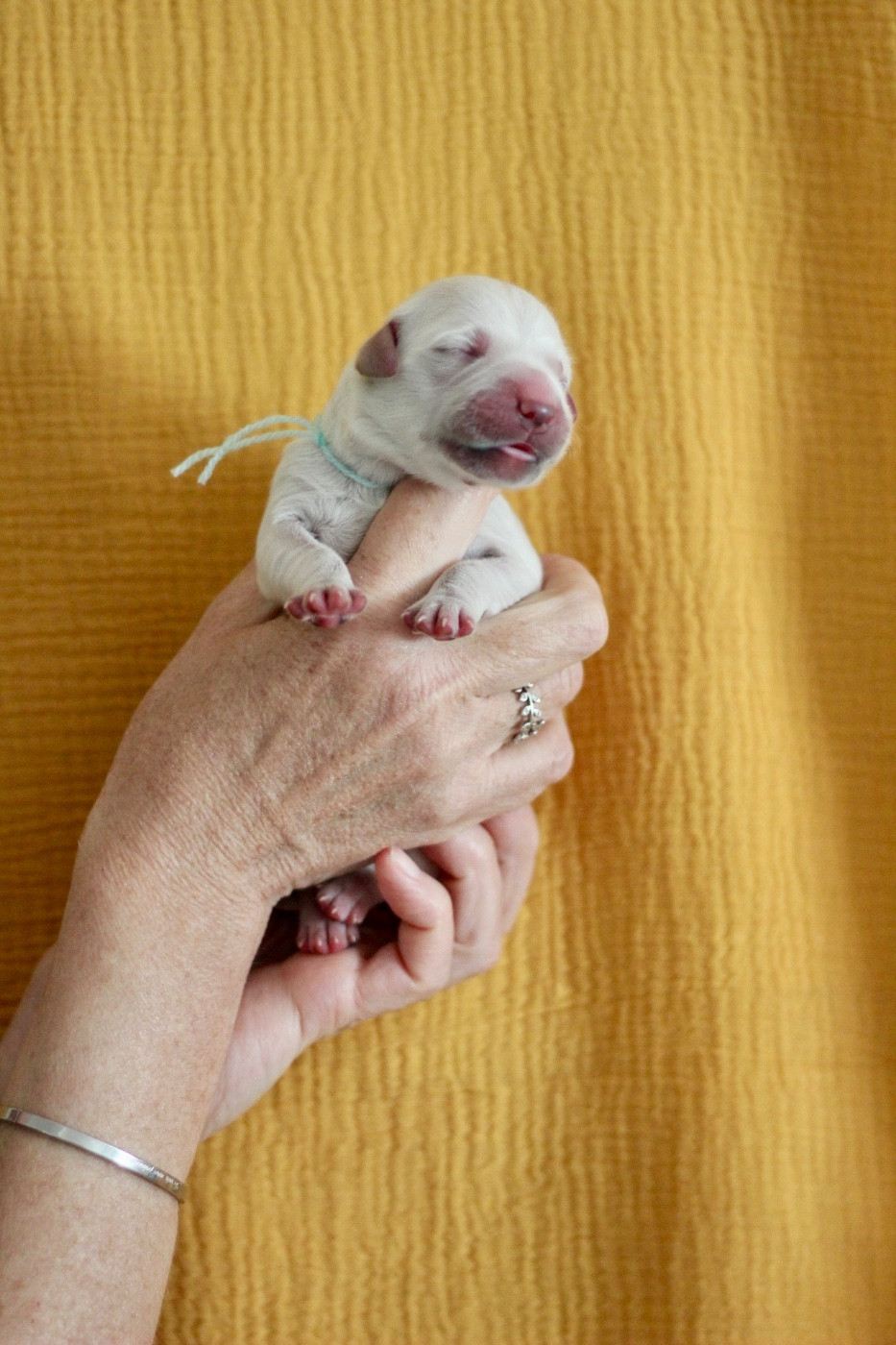 Ligne D'or - Chiots disponibles - Golden Retriever