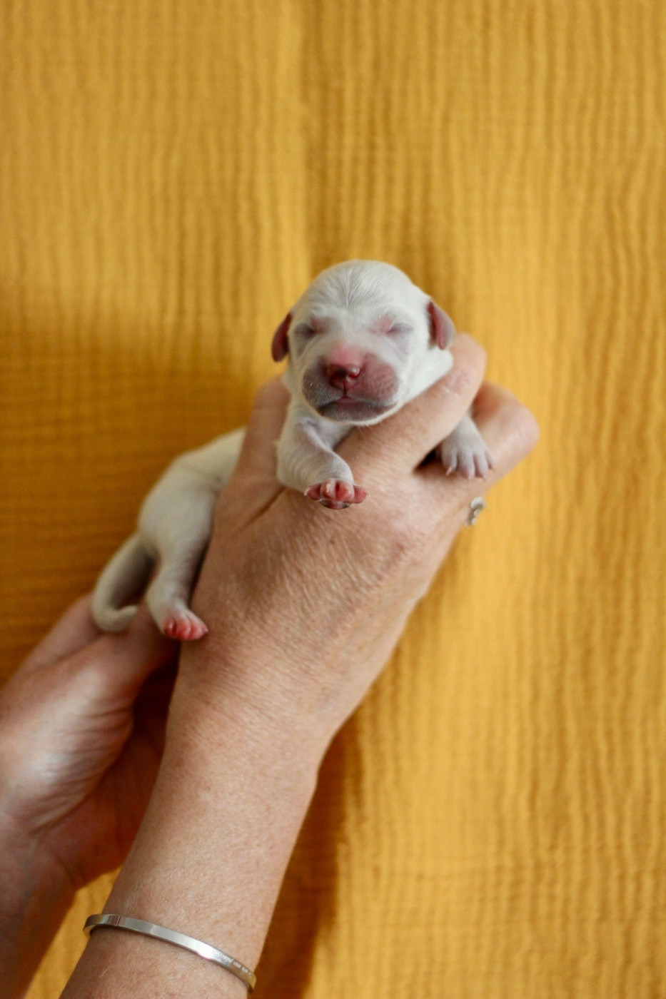 Ligne D'or - Chiots disponibles - Golden Retriever