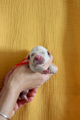 CHIOT 1