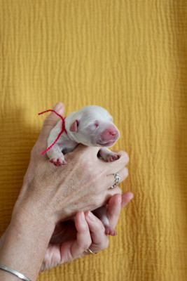 CHIOT 2