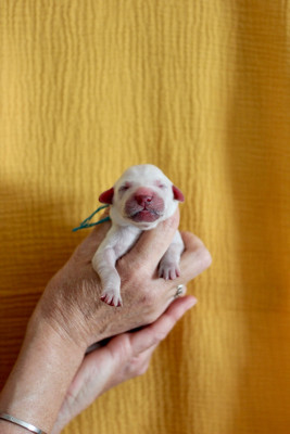 CHIOT 3