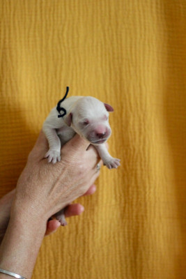 CHIOT 4