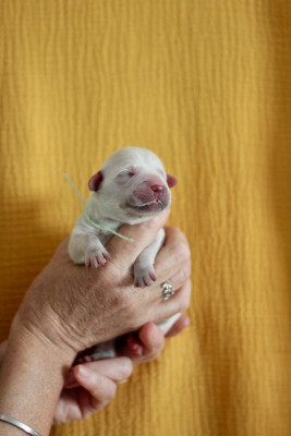 CHIOT 5