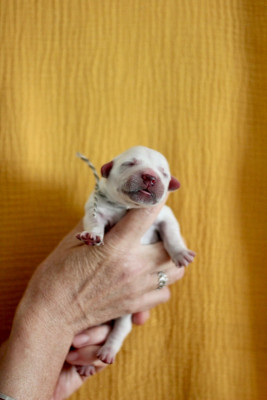 CHIOT 6